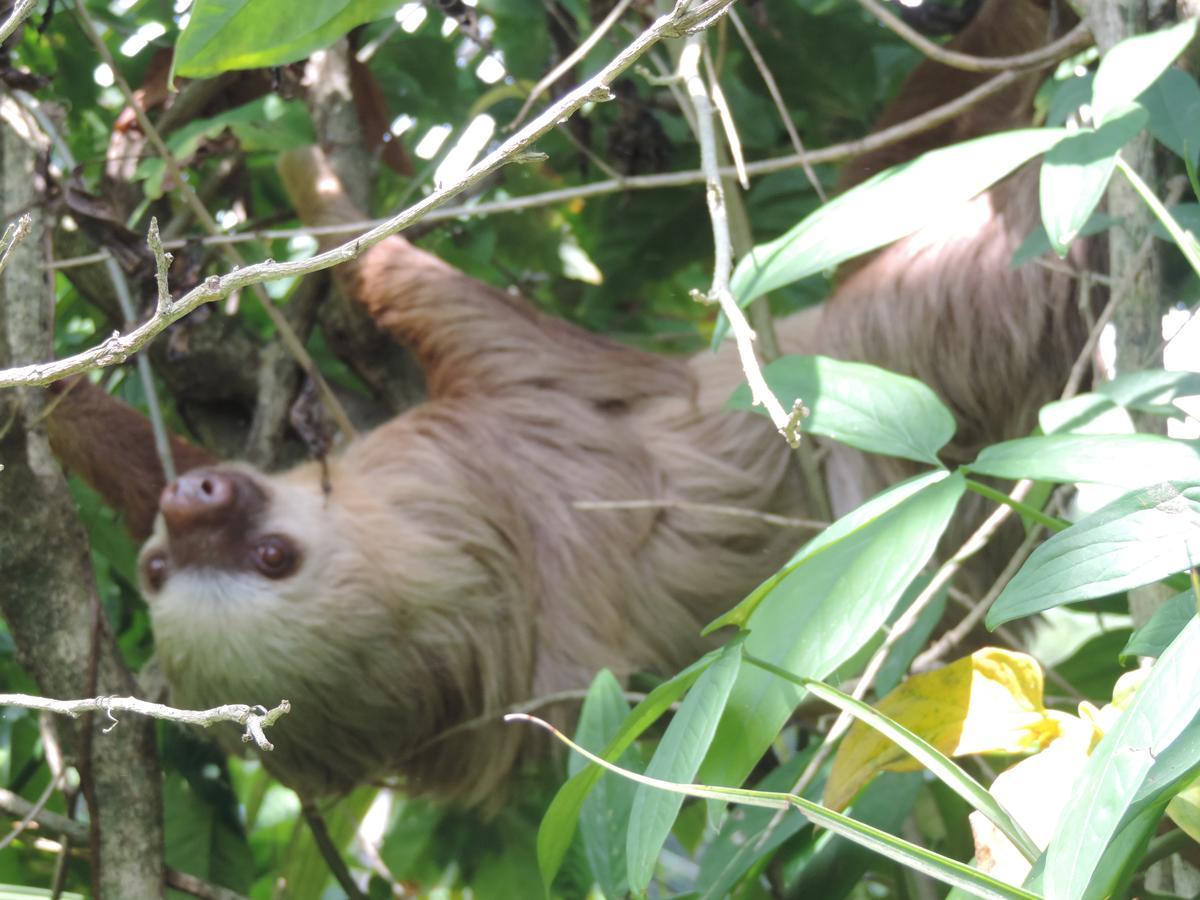 Rosa Lodge Cahuita Kültér fotó