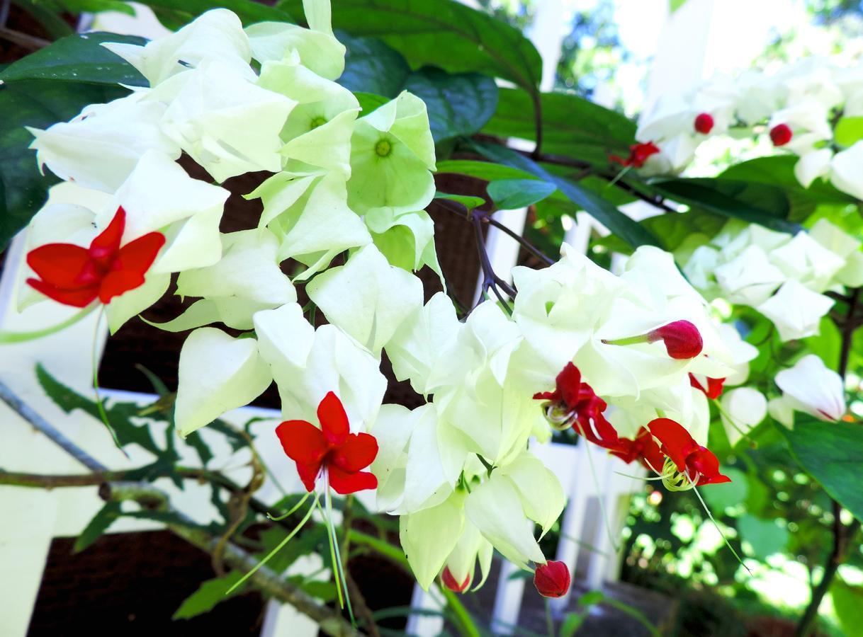 Rosa Lodge Cahuita Kültér fotó