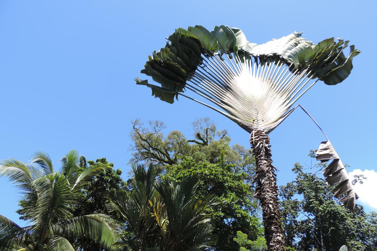 Rosa Lodge Cahuita Kültér fotó